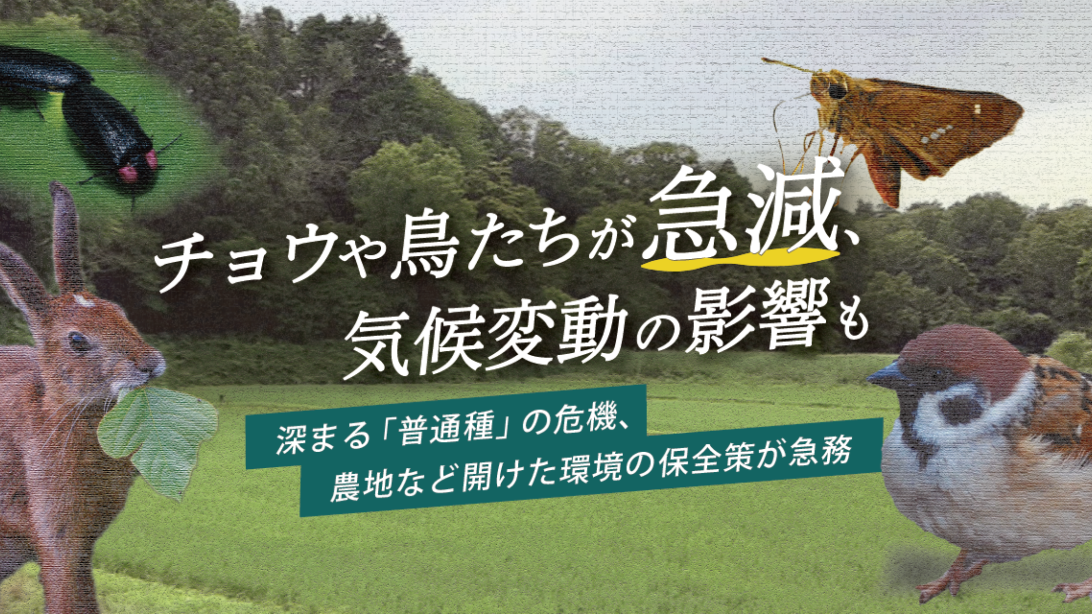 Nacsj�i���{���R�ی싦��j﻿